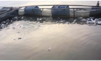 Hơn 40 tấn cá lồng ở Phú Thọ nổi trắng sau khi thủy điện Hòa Bình xả lũ, thiệt hại trên 3 tỷ đồng
