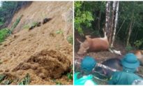 Quảng Nam mưa lũ chia cắt nhiều xã, 7 con bò bị sét đánh chết cùng lúc
