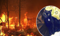 Chú mèo tưởng đã chết trong trận cháy đã được tìm thấy trên Facebook 2 năm sau đó