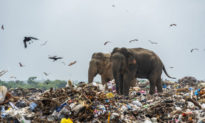 Hình ảnh đau lòng: Những chú voi Sri Lanka đang kiếm ăn trong bãi rác