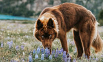 Chó Siberian Husky nâu quý hiếm với đôi mắt xanh thường bị nhầm là ... chó sói