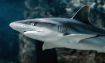 Gần 500.000 con cá mập có thể bị giết để điều chế vaccine COVID-19