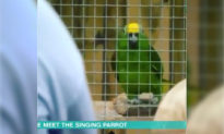 5 con vẹt bị 'đuổi việc' vì liên tục 'văng tục' trước mặt du khách