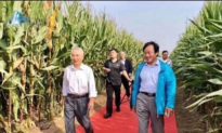 Viện sĩ Trung Quốc 'sải bước trên thảm đỏ' để khảo sát cánh đồng ngô
