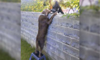 Cực cool: Chú chó trèo lên ghế, ngó đầu qua tường rào để 'chào hỏi' hàng xóm