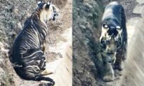 Hổ đen cực hiếm được phát hiện ở Ấn Độ