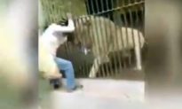 Sư tử tấn công: Nhân viên sở thú bị cắn nát tay khi đang cho sư tử ăn trước mặt du khách