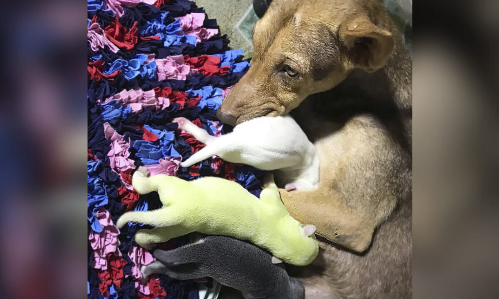Hiện tượng hy hữu: chú chó quý hiếm với bộ lông màu xanh lá cây được sinh ra ở Philippines