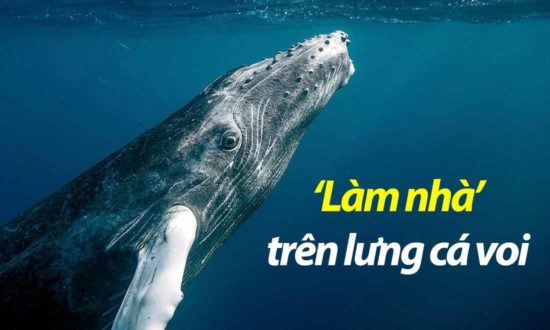 Đoàn Thị Lam Luyến: 'Làm nhà' trên lưng cá voi