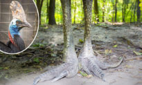 'Loài chim nguy hiểm nhất thế giới' có móng vuốt to dài được ví với khủng long