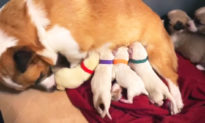Chó mẹ Corgi nhận nuôi bốn chú Labrador con sau khi mẹ của chúng qua đời trong lúc sinh