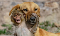 Chó mẹ 'nhận nuôi' khỉ con 10 ngày tuổi mồ côi sau khi bố mẹ của nó bị đầu độc