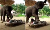 Con voi dùng mũi và chân trước để xoa bóp cho người