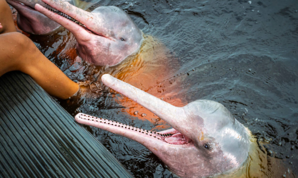 Cá heo hồng 'thần thoại' ở sông Amazon là có thật, nhưng hiếm; đây là cách bạn có thể tìm thấy chúng