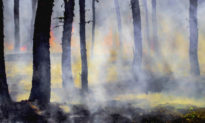 'Ngọn lửa Zombie' vẫn cháy ở -50 độ C tại vùng băng giá phía bắc Siberia