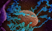 Mối lo ngại về đột biến của virus Vũ Hán trong các bệnh nhiễm trùng mãn tính, nghiên cứu mới