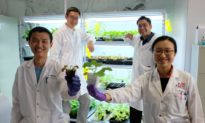 Thiết bị ‘giao tiếp’ với thực vật, một bước đột phá mới của các nhà khoa học Singapore