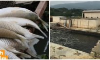 Nhà máy ở Thanh Hóa xả thải khiến cá tôm chết la liệt trên sông