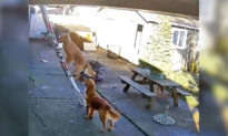 Chú chó trở nên nổi tiếng trên mạng nhờ màn trình diễn trèo lên mái nhà