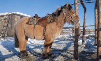 Thấp lùn nhưng ‘có võ’, những chú ngựa béo Bắc Cực này có thể chịu được cái lạnh khắc nghiệt -70 °C