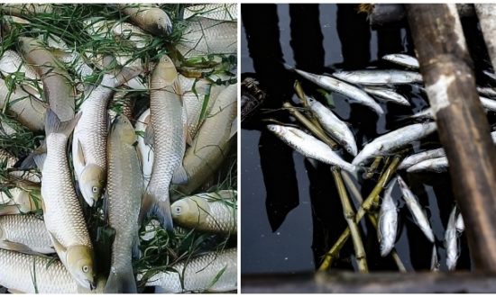 Nguyên nhân cá chết hàng loạt trên sông Mã ở Thanh Hóa