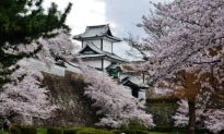 Nhật Bản vừa có hoa anh đào nở rộ sớm nhất trong 1.200 năm trở lại đây, có phải do biến đổi khí hậu?