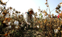 Trung Quốc ‘bán buôn’ nô lệ lao động Tân Cương, mỗi lô từ 50 đến 100 người