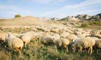 Hiện tượng bí ẩn: Bầy cừu xếp hàng thành những vòng tròn kỳ lạ trên cánh đồng Anh