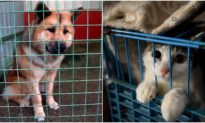 Từ cuối tháng 4/2021: Đánh đập chó mèo bị phạt đến 3 triệu đồng