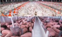 Nghịch lý ngành chăn nuôi: Doanh nghiệp lãi đậm, nông dân ‘than trời’
