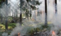 Nghệ An: Cảnh báo cháy rừng cấp ‘Cực kỳ nguy hiểm'