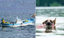 Chú chó bơi suốt 11 tiếng trên biển để tìm người giải cứu chủ nhân