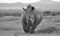 Trái đất từng có loài tê giác nặng hơn 20 tấn và cao hơn hươu cao cổ
