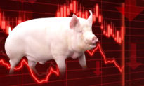 Lợn ‘khổng lồ’ khiến giá thịt lợn ở Trung Quốc ‘rớt thảm’