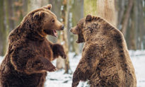 Thị trường con gấu: Thổi bay 43,8 tỷ vốn hoá, Vn-index rời xa mốc 1.200 điểm