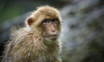 Bác sĩ thú y ở Bắc Kinh chết vì virus Monkey B - chủng virus có tỷ lệ tử vong 70-80%