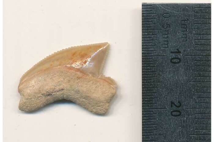Thành phố David và bí ẩn về những chiếc răng cá mập hóa thạch