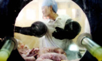 Khủng hoảng nhân tính: Trung Quốc sản xuất lợn biến đổi gen để cấy ghép cho người