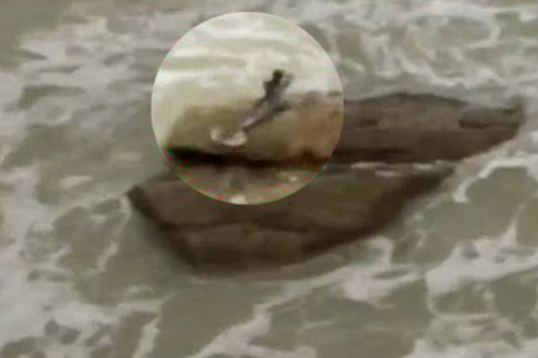Người cá quay mình nhảy xuống biển khi phát hiện ra con người. (Ảnh cắt từ video)