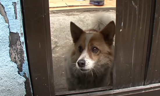 'Một ngày nào đó, chủ tôi sẽ về': Chủ nhân qua đời đã 5 năm, chú chó vẫn 'đợi mãi' trong căn nhà hoang