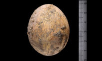 Trứng gà nguyên vẹn 1.000 năm tuổi từ thời Đế chế Byzantine được tìm thấy tại Israel