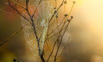 Tinh hoa Đông y: Dùng mạng nhện bám bụi và giấm để trị bệnh [Radio]