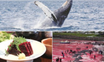 Vì sao Nhật Bản không săn bắt cá voi nhiều nhất, nhưng lại bị phản đối nhiều nhất?