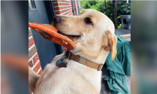 Chú chó siêu ga-lăng: Đón cô chủ đi làm về với những món quà khác nhau mỗi ngày