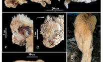 Xác sư tử con được tìm thấy trong lớp băng vĩnh cửu ở Siberia, Nga