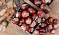 5 món ngon từ hạt dẻ giúp bổ thận trong mùa thu