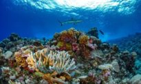 Các nhà nghiên cứu hoàn thành bản đồ chi tiết đầu tiên về san hô toàn cầu