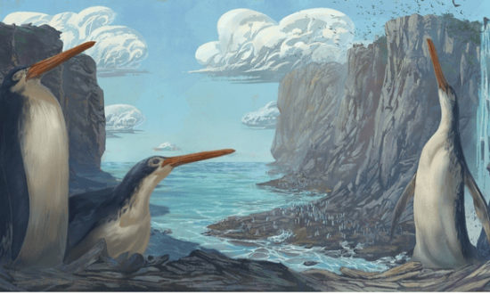 Phát hiện hóa thạch chim cánh cụt khổng lồ chân dài tại New Zealand