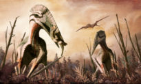 Khai quật ‘thằn lằn có cánh’ thời tiền sử ở Chile