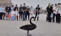 ‘Thiên nga đen' đáp xuống Quảng trường Thiên An Môn ở Trung Quốc (Video)